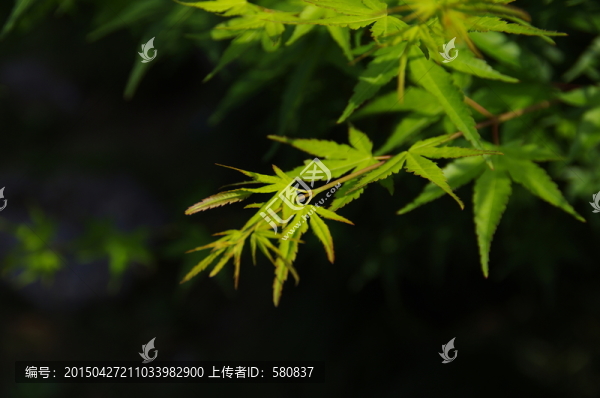 楓葉