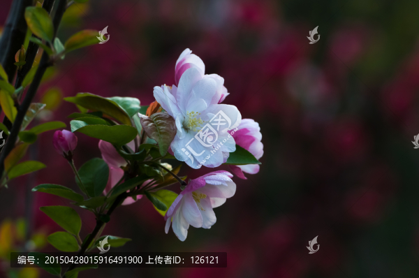 海棠花