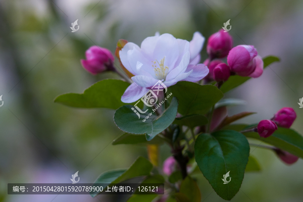 海棠花