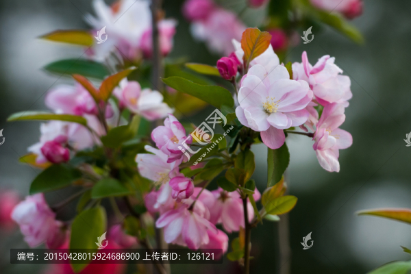 海棠花