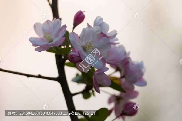 海棠花