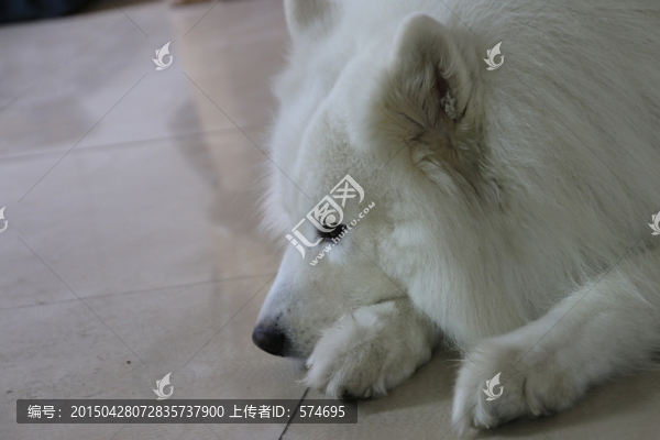 發(fā)呆的薩摩耶