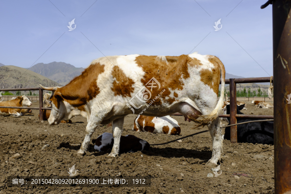 養(yǎng)殖場(chǎng)
