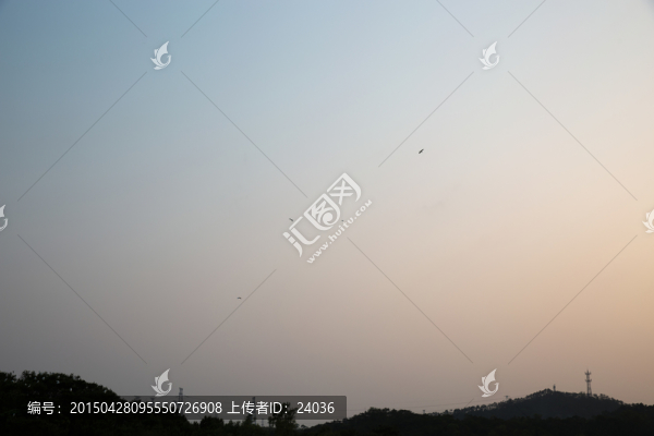 夕陽,白鷺