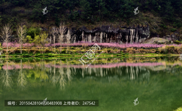 綠樹桃花