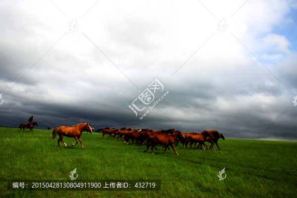 夏季草原馬群套馬