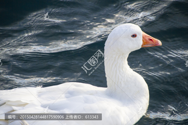 湖面上一只漂亮的白天鵝