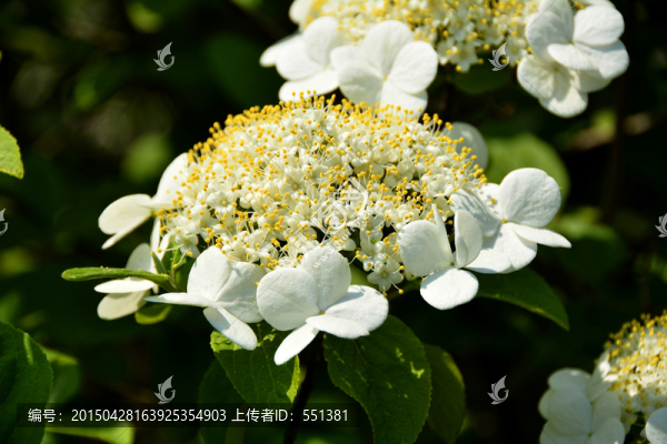 瓊花花瓣