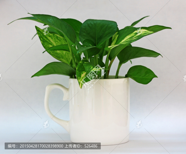 盆栽綠蘿