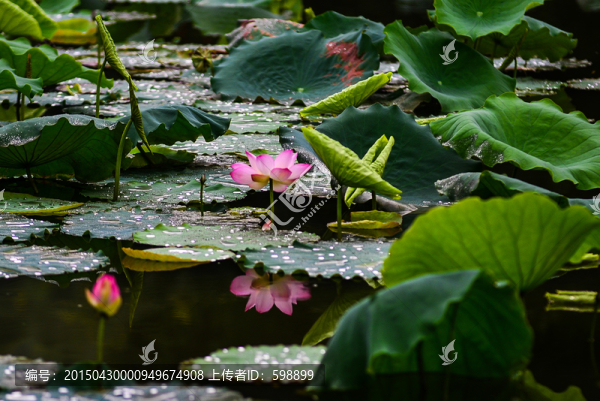 荷花