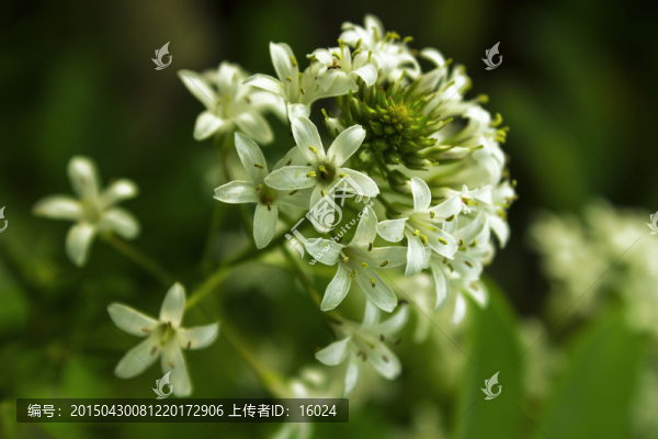 清新漂亮的澤珍珠菜