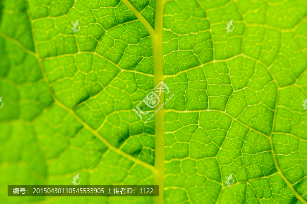 葉脈,綠葉