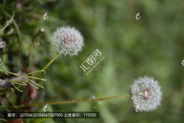 蒲公英