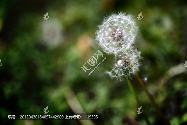 蒲公英