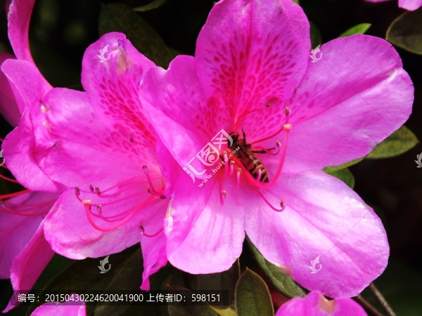 蜜蜂與杜鵑花