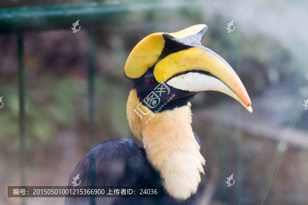 雙角犀鳥,頭部特寫