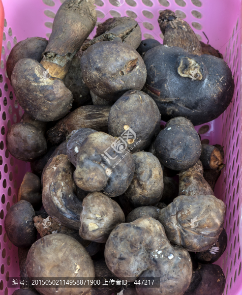 大把菌