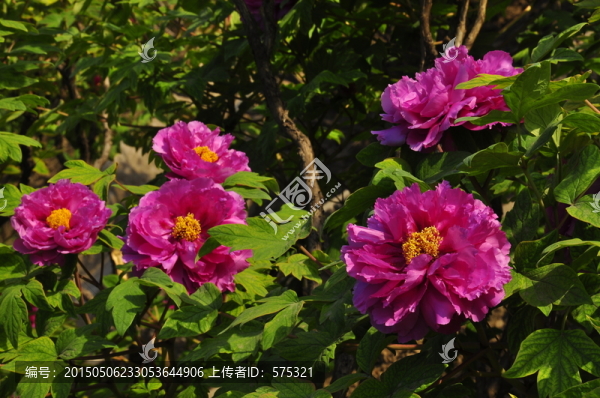 牡丹花