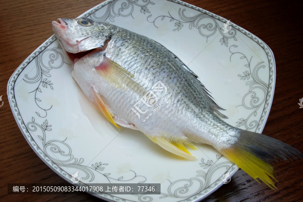 黃腳立魚