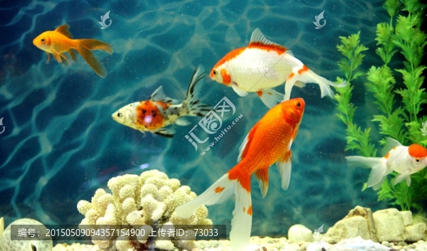 金魚,水族