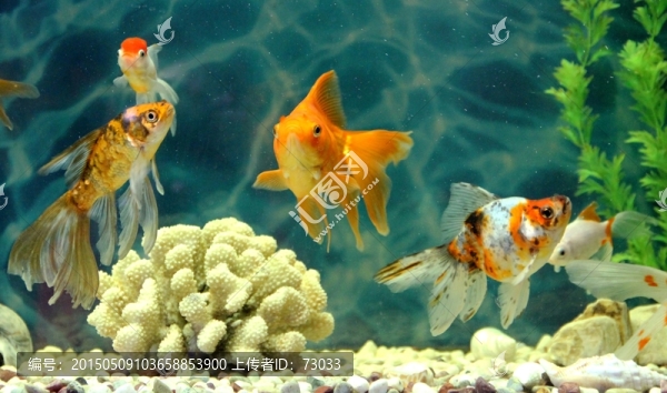 金魚(yú),觀賞魚(yú),水族