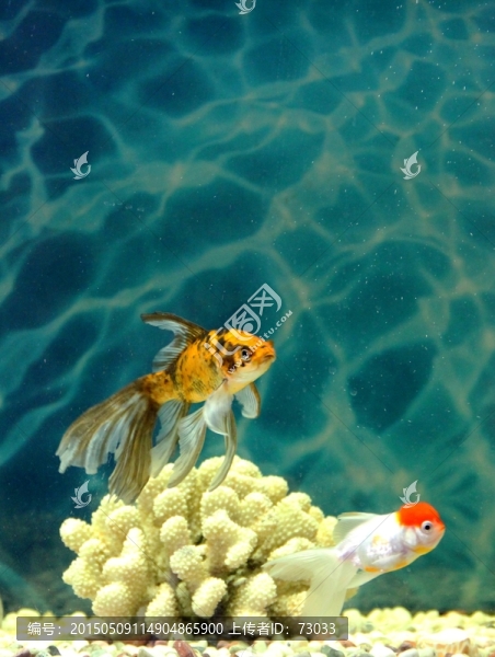 金魚,觀賞魚,水族