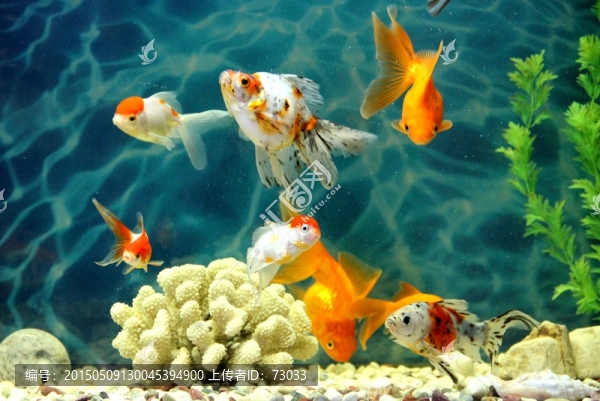 金魚,觀賞魚,水族