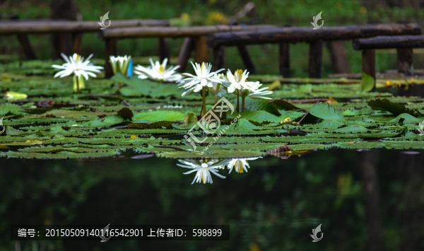 蓮花倒影