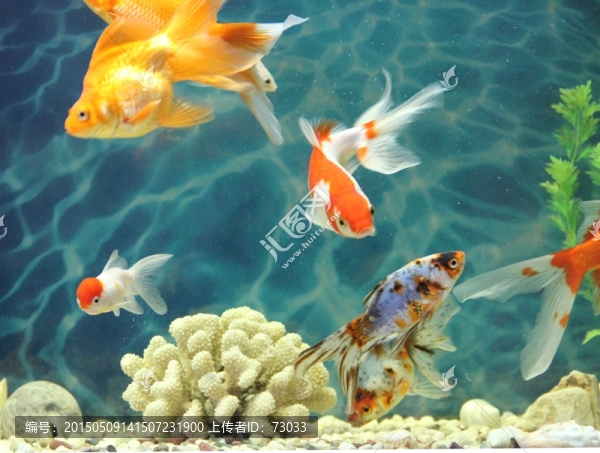 金魚(yú),觀賞魚(yú),水族