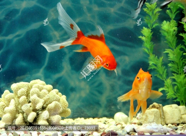 金魚,觀賞魚,水族
