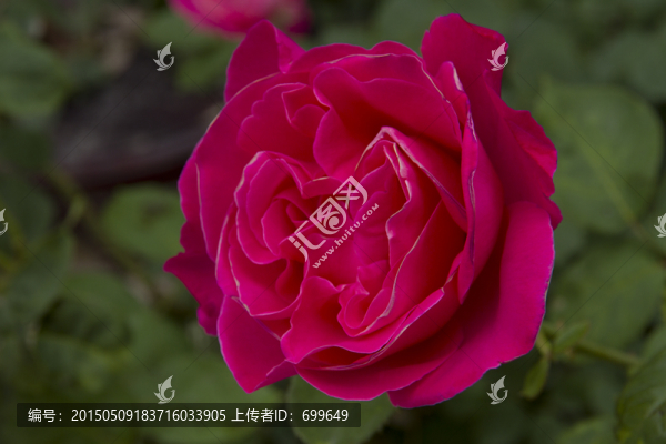 玫瑰花