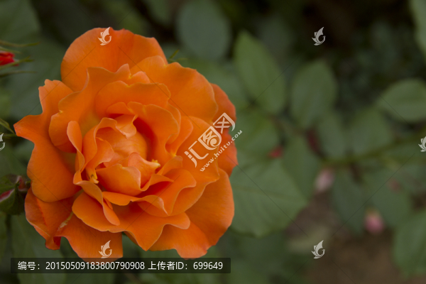 玫瑰花