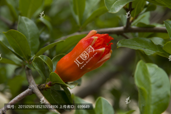 石榴花