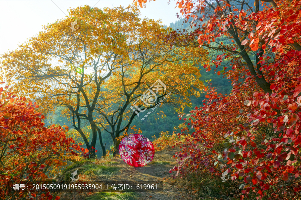 紅葉