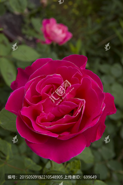 玫瑰花