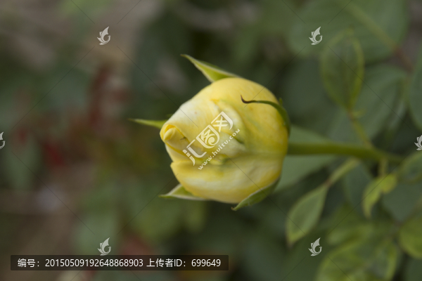 玫瑰花