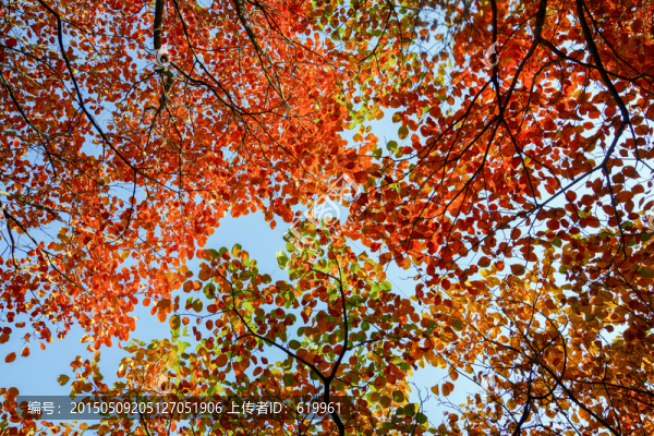 紅葉