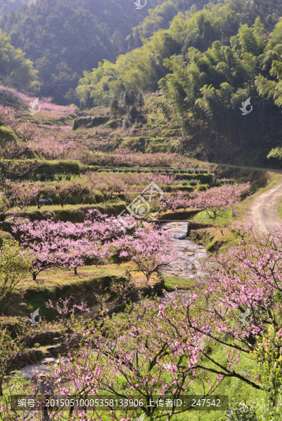 山地桃花