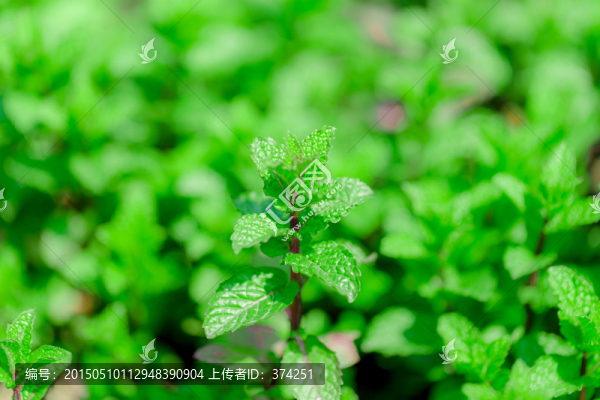 薄荷