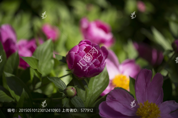 美麗的芍藥花