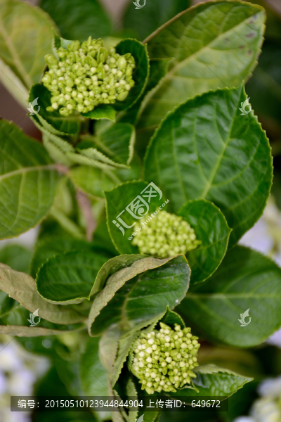繡球花
