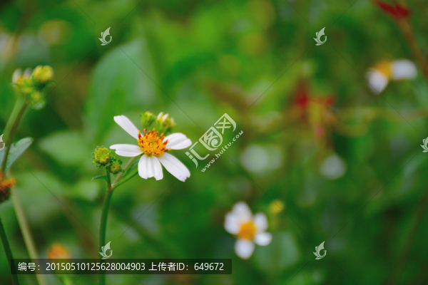 小花