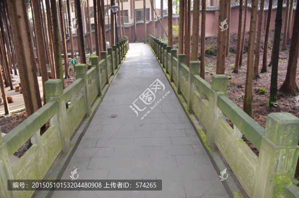 水杉林里的路