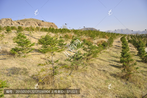 沙漠植被