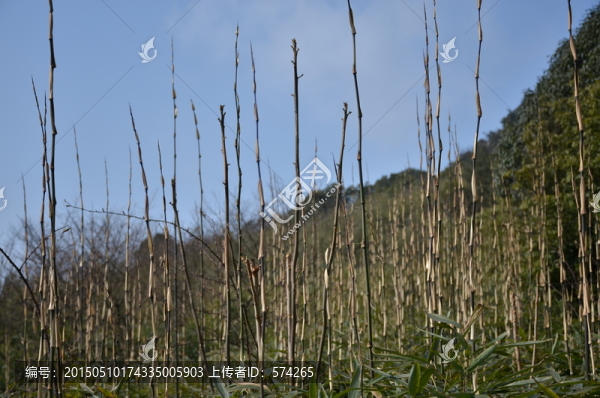 細(xì)長的竹子