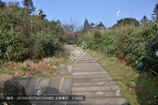 竹林小路