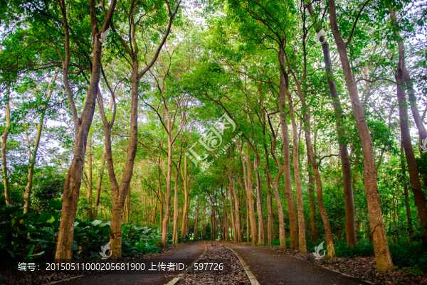 樹林背景大夫山森林公園