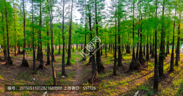 杉樹(shù)森林全景拼接
