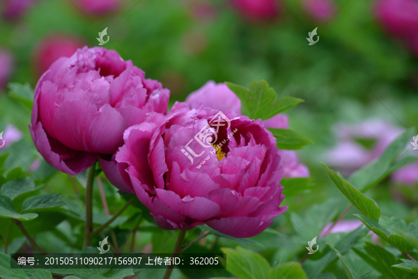 牡丹花