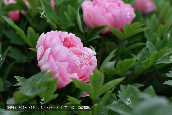 牡丹花